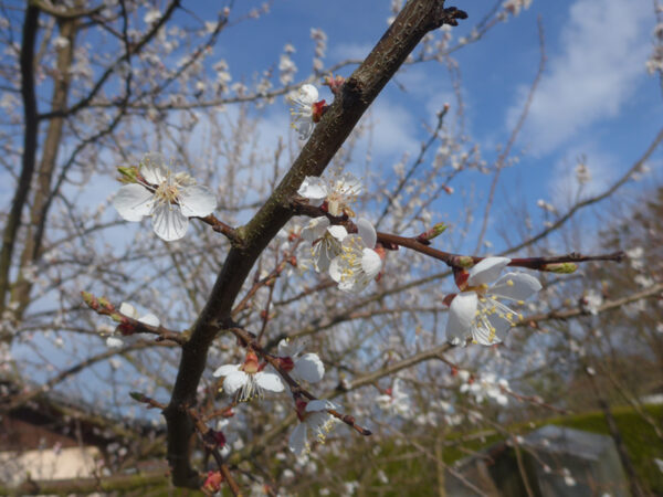 Aprikosenblüten