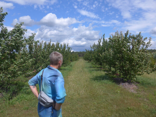 Aprikosenbäume in Krugau/Märkische Heide