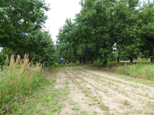 Blick durch die Aprikosenbaumreihen