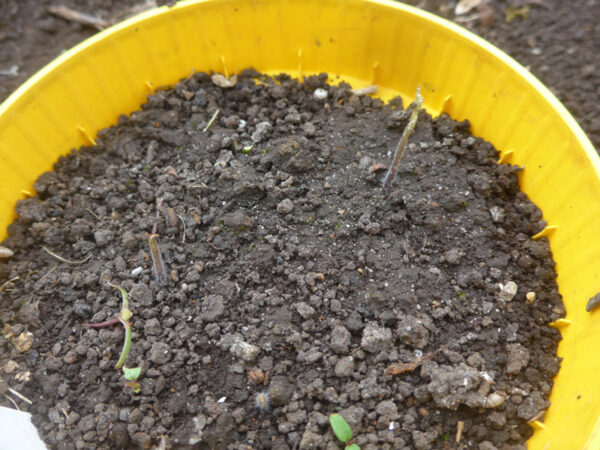 Anzuchttopf mit abgefressenen Tomatenkeimlingen