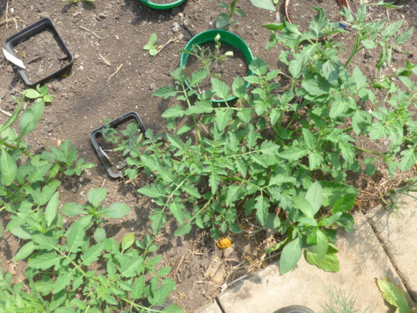 Selbstständig gekeimte Tomatenpflanzen im Folientunnel