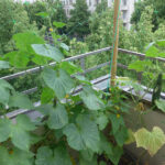 Gurkenpflanze auf Balkon in Berlin