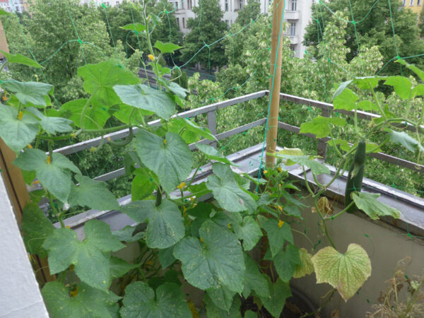 Gurkenpflanze auf Balkon in Berlin