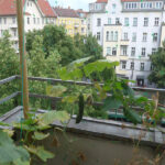 Gurkenpflanzen auf Berliner Balkon