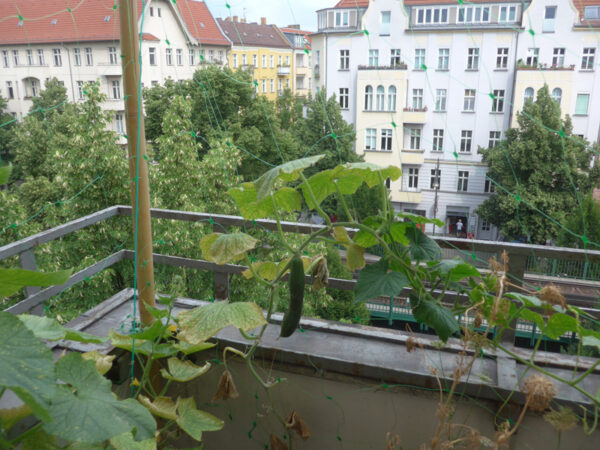 Gurkenpflanzen auf Berliner Balkon