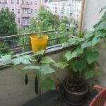 Gurkenpflanze auf Balkon