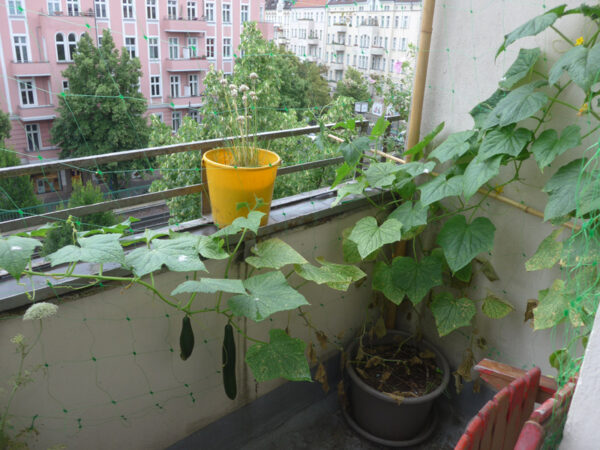 Gurkenpflanze auf Balkon