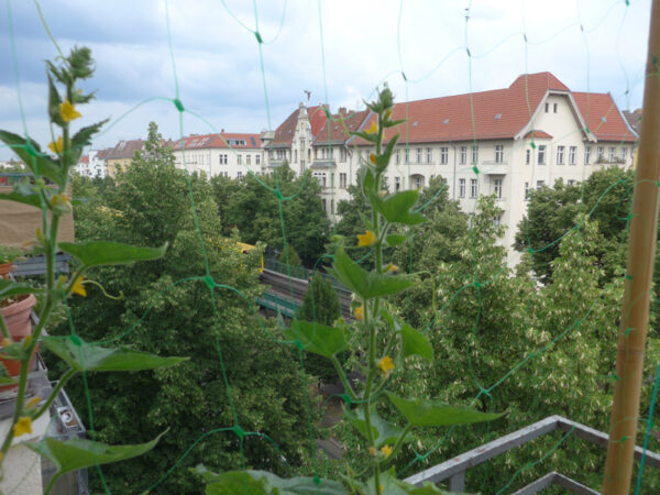 Gurken auf dem Stadtbalkon in Berlin