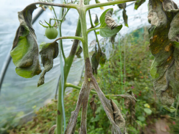 Tomatenpflanze mit Braunfäule