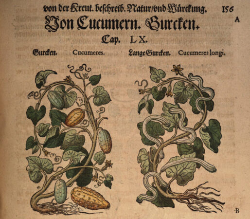 Gurkenabbildungen von 1586
