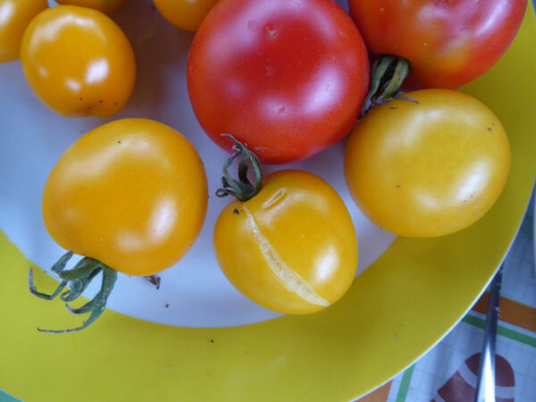 Mittelgroße, gelbe Tomatenkreuzung