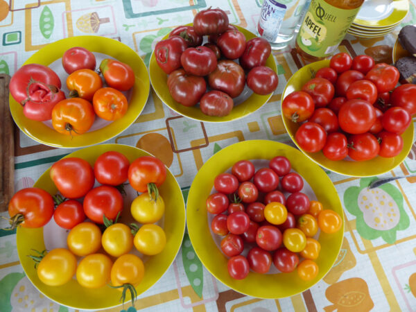 Tomatenernte am 28.August 2021