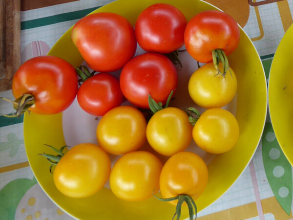 Mittelgroße, gelbe Tomatenkreuzung