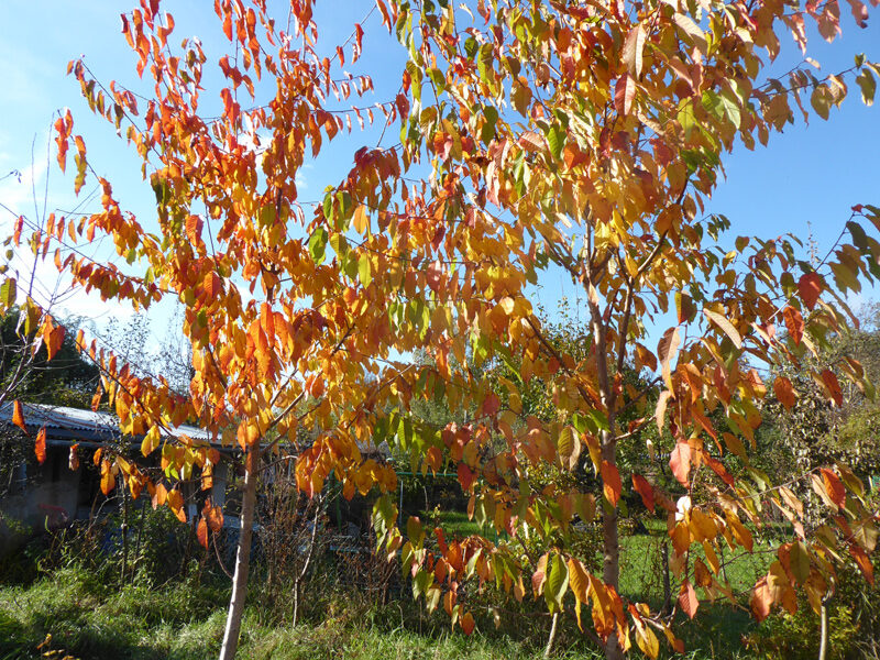 Bunte Blätter am Kirschbaumsämling; 23.10.2021