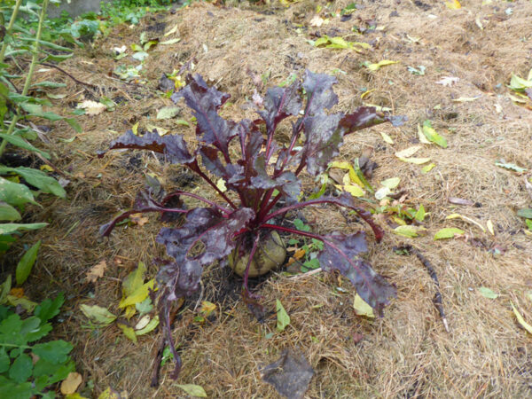 Eine rote Bete-Pflanze kurz vor der Ernte