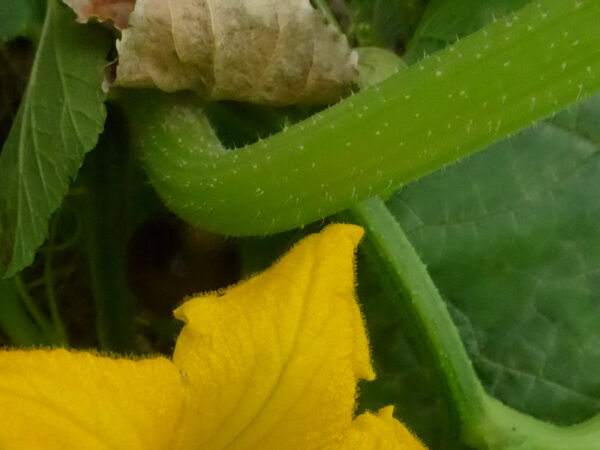 Trichome der Art Cucurbita maxima