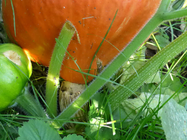 Behaarung der Arten C. maxima und C. moschata nebeneinander