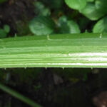 Trichome (Haare) der Art Cucurbita pepo