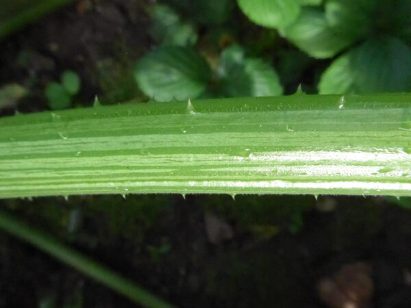 Trichome (Haare) der Art Cucurbita pepo