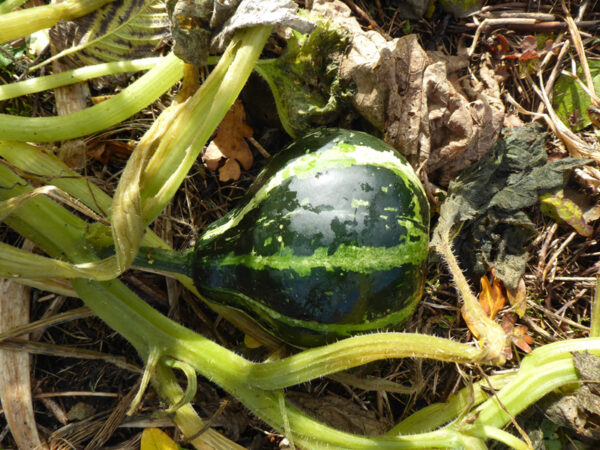 Birnenförmiger, grün-weiß gestreifter Gartenkürbis