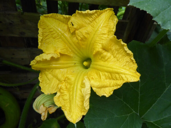 Blüte der Art Cucurbita moschata