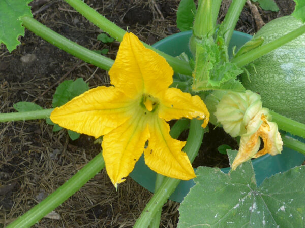 Blüte der Art Cucurbita pepo