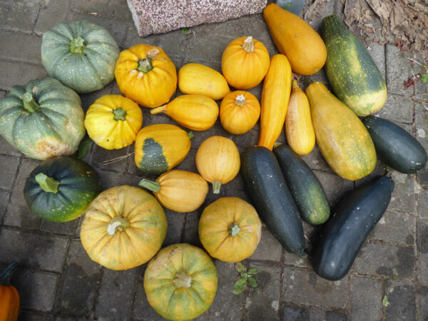 Gartenkürbisse in verschiedenen Farben und Formen