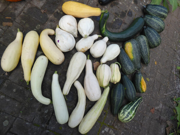 Vorrangig weiße Gartenkürbisse