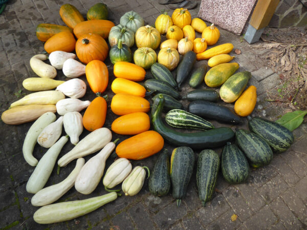 Lebendige Vielfalt von Gartenkürbissen