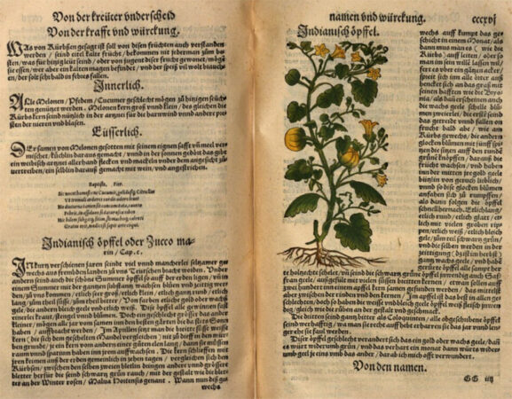 Zwei Seiten aus dem Buch des Hieronymus Bock über den Gartenkürbis von 1546
