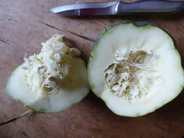 Langstieliger Gartenkürbis, aufgeschnitten, mit weißem Fleisch