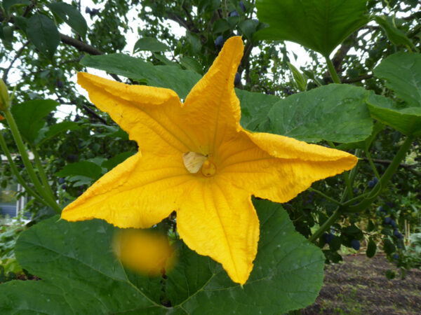 Männliche Blüte eines rankenden Gartenkürbis