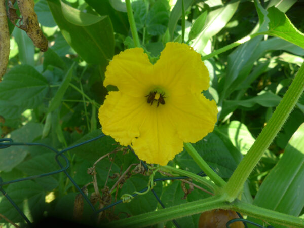 Blüte der Art Cucurbita maxima