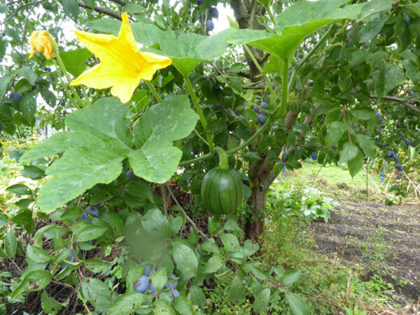 Rankender Gartenkürbis erklimmt Pflaumenbaum