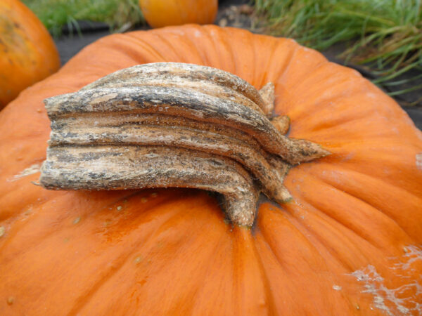 Stängel eines C. pepo, Jack-o-Lantern