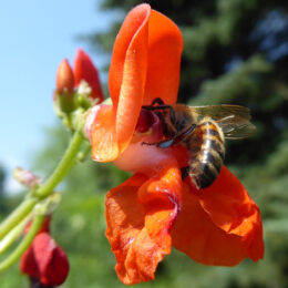 Honigbiene an roter Feuerbohnenblüte