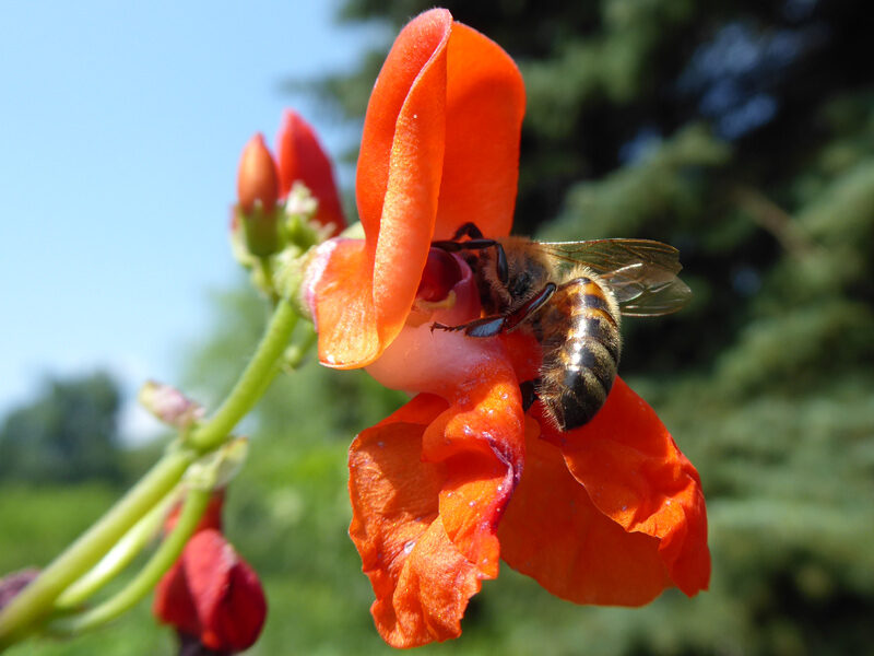 Honigbiene an roter Feuerbohnenblüte