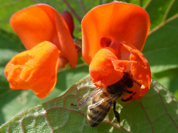 Rote Feuerbohnenblüten mit Honigbiene