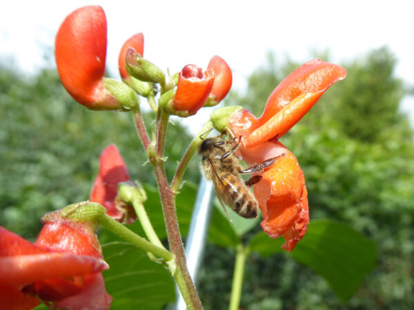 Honigbiene saugt Nektar aus einem Loch an der Unterseite der Bohnenblüte