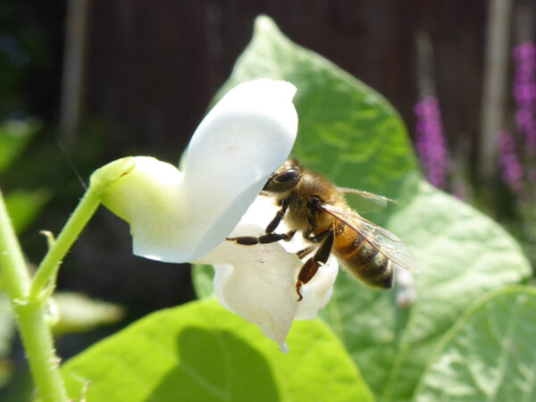 Honigbiene macht sich an weißer Feuerbohnenblüte zu schaffen