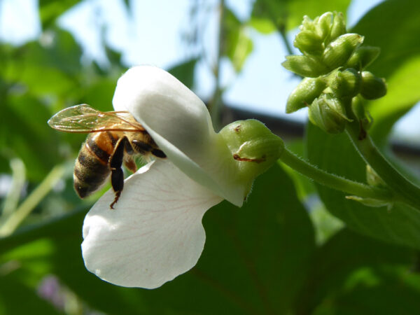 Biene dringt in weiße Feuerbohnenblüte ein
