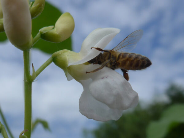 Honigbiene in weißer Feuerbohnenblüte
