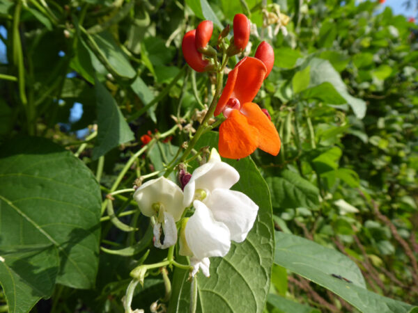 Rote und weiße Feuerbohnenblüten