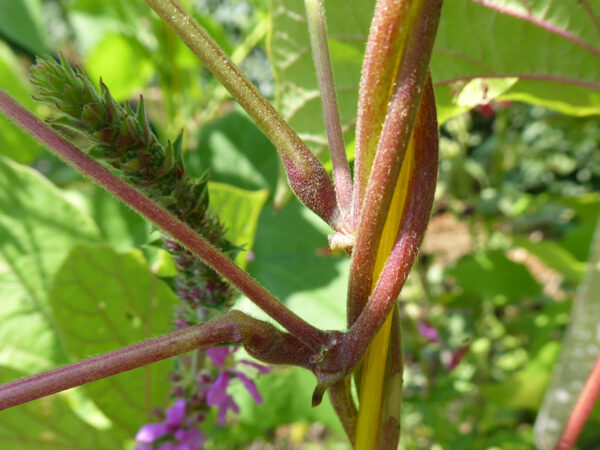 Rote Feuerbohnenranken