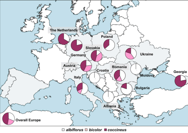 Grafik: Verteilung der drei Blütenfarben der Feuerbohne in Europa