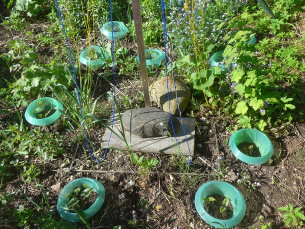 Schneckenschutzringe am Bohnenrankgerüst