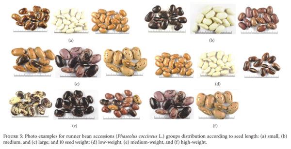 Photo examples for runner bean accessions (Phaseolus coccineus L.) groups distribution according to seed length: (a) small, (b) medium, and (c) large; and 10 seed weight: (d) low-weight, (e) medium-weight, and (f) high-weight.
