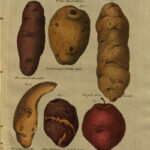 Abbildungen von Kartoffelsorten von 1809