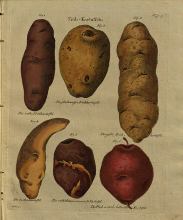 Abbildungen von Kartoffelsorten von 1809