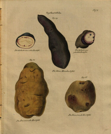 Kartoffelsorten von 1819